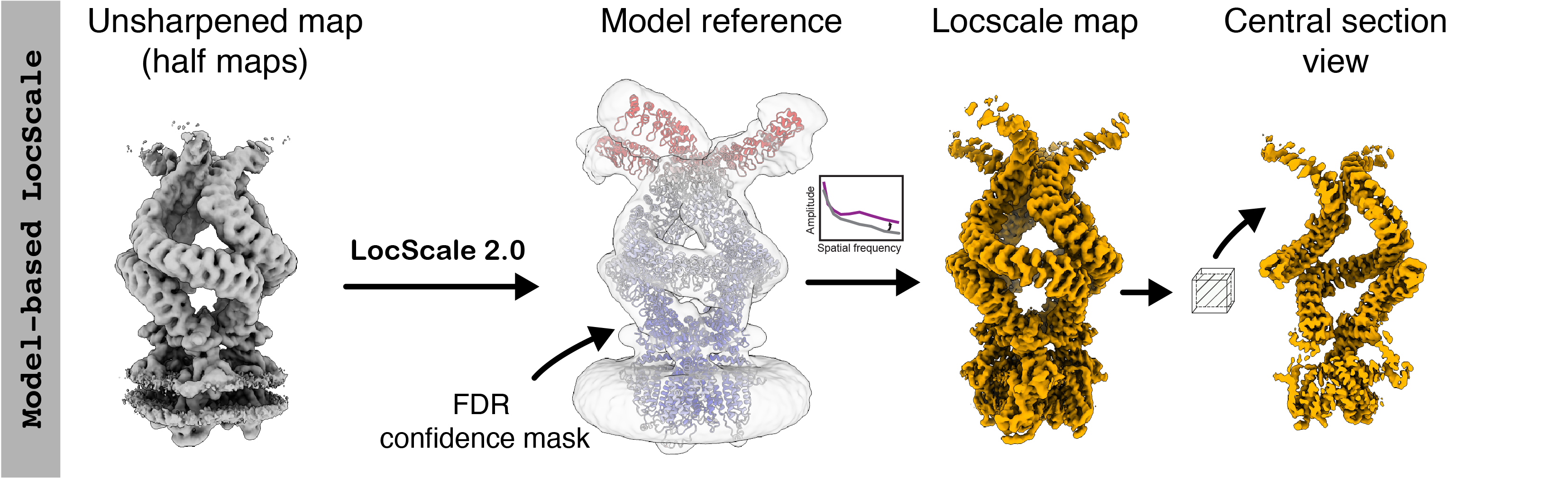 Model-based LocScale